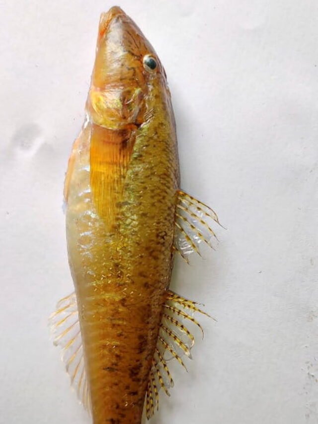 Awaous motla Fish Species Found in Odishas